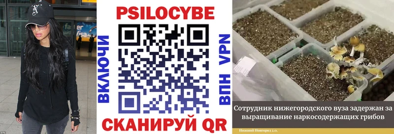 omg рабочий сайт  Княгинино  Псилоцибиновые грибы MAGIC MUSHROOMS 